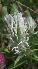 Trifolium purpureum