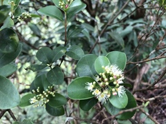 Syzygium elliptifolium