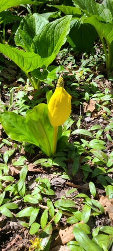 Lysichiton americanus iNat (1)