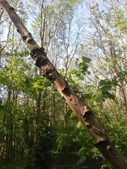 Neonectria ditissima