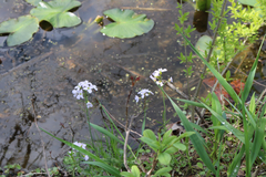 Cardamine pratensis