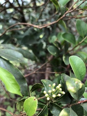 Syzygium elliptifolium