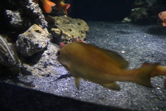 Plectorhinchus chubbi