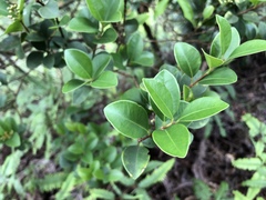 Syzygium elliptifolium
