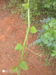 Cissus quadrangularis