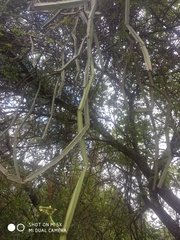 Cissus quadrangularis