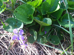 Viola