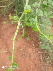 Cissus quadrangularis