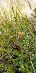 Micrantheum demissum