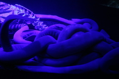 Eptatretus hexatrema