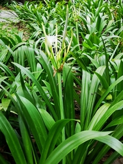 Hymenocallis speciosa