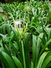 Hymenocallis speciosa