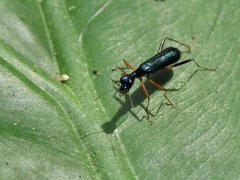 Neocollyris