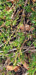Micrantheum demissum
