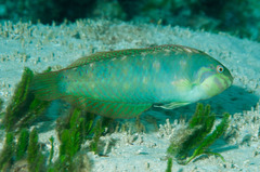 Novaculoides macrolepidotus