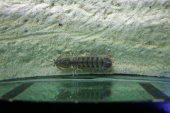 Pterygosquilla capensis