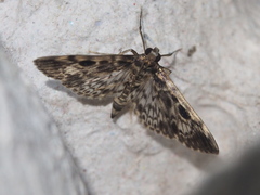 Rhimphaliodes macrostigma