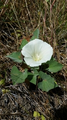 Calystegia subacaulis subacaulis