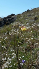 Calochortus tiburonensis
