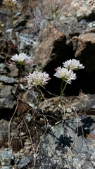 Allium lacunosum