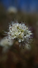 Eriogonum nudum nudum