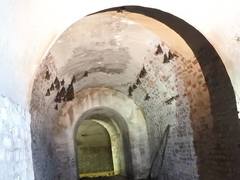 Hipposideros armiger terasensis