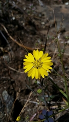 Hemizonia congesta lutescens