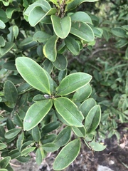 Ligustrum liukiuense