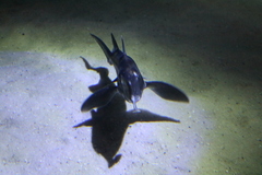 Callorhinchus capensis