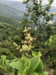 Ligustrum liukiuense