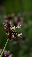 Juncus phaeocephalus