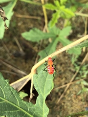 Dysdercus cingulatus