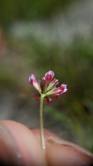 Trifolium gracilentum