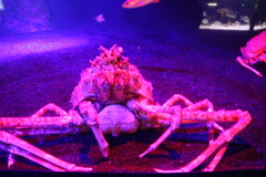 Macrocheira kaempferi