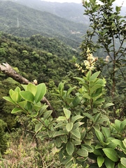 Ligustrum liukiuense