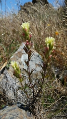 Castilleja affinis neglecta