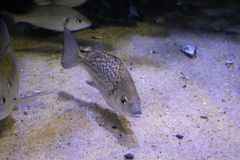 Pomadasys commersonnii