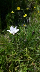 Triteleia peduncularis
