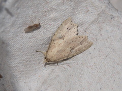 Olulis puncticinctalis