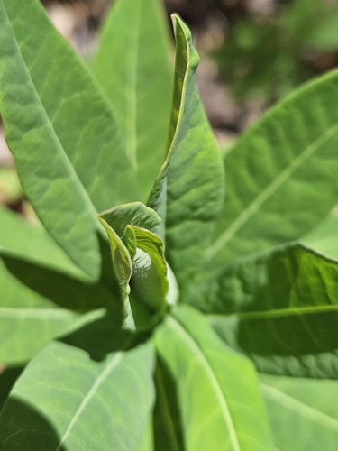 Image of Euphorbia purpurea by (c) willingarden, some rights reserved (CC BY)