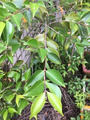 Decaspermum gracilentum