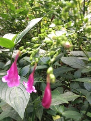 Strobilanthes hamiltoniana