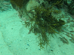 Bifurcariopsis capensis