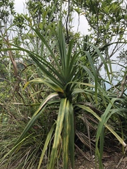 Freycinetia formosana