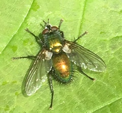 Gymnocheta viridis