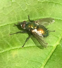 Gymnocheta viridis
