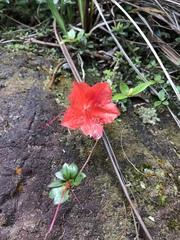 Rhododendron nakaharai