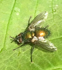 Gymnocheta viridis