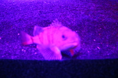 Helicolenus dactylopterus