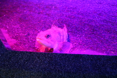 Helicolenus dactylopterus